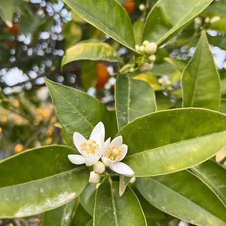 Bellalimone * Calatabiano