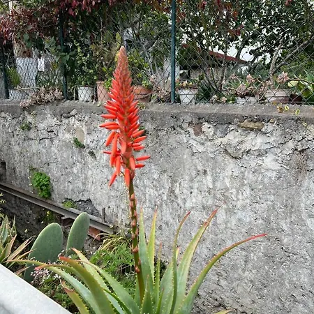Bellalimone *