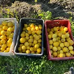 Bellalimone