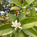 Bellalimone * Calatabiano