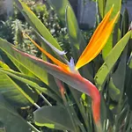 Bellalimone