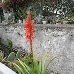 Bellalimone *