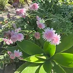 Bellalimone * Calatabiano