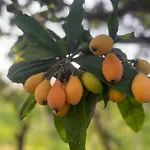 Bellalimone Calatabiano