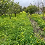 Bellalimone