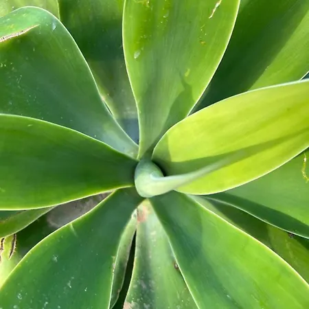Alpehytte Bellalimone
