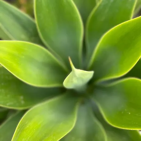 Bellalimone Alpehytte *