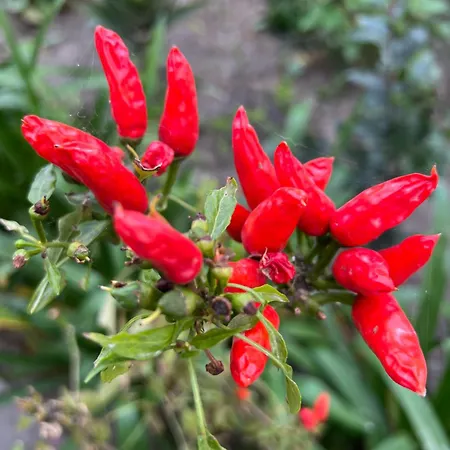 Bellalimone * Calatabiano