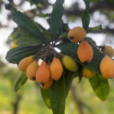 Bellalimone Calatabiano