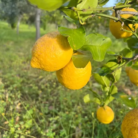 Alpehytte Bellalimone Calatabiano